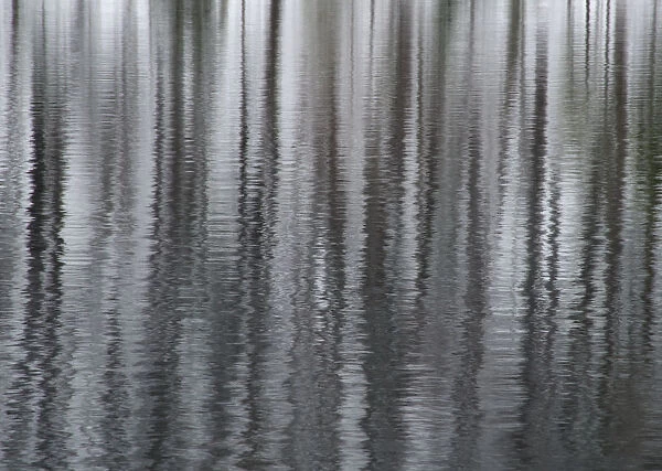 USA, New York State. Abstract reflection of winter trees