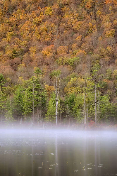 USA, New York State. Autumn foliage and mist on Labrador Pond