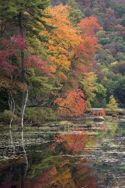 USA, New York State. Autumn trees reflected in Oxbow Lake Outlet, Adirondack Mountains