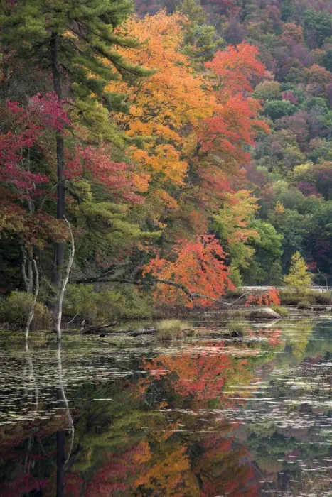 Framed Print : USA, New York State. Autumn trees reflected in Oxbow Lake Outlet, Adirondack Mountains Framed Print : USA, New York State. Autumn trees reflected in Oxbow Lake Outlet, Adirondack Mountains