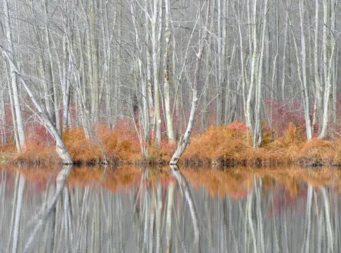 Framed Print : USA, New York State. Bare trees and autumn ferns, Beaver Lake Nature Center Framed Print : USA, New York State. Bare trees and autumn ferns, Beaver Lake Nature Center