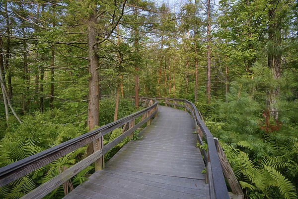 USA, New York State. The boardwalk that winds through the wetlands of Labrador Pond