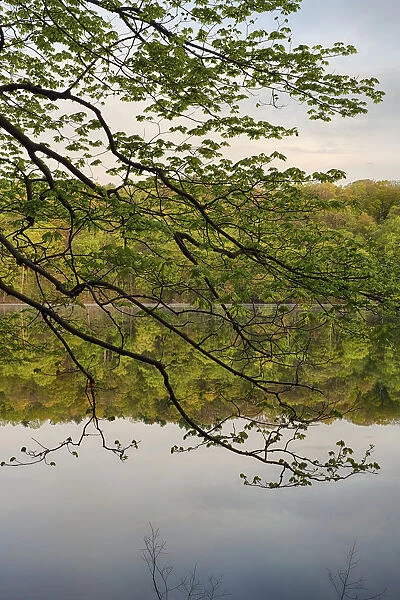 USA, New York State. Calm spring morning on Round Lake
