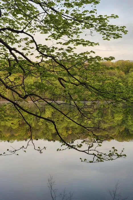 Framed Print : USA, New York State. Calm spring morning on Round Lake