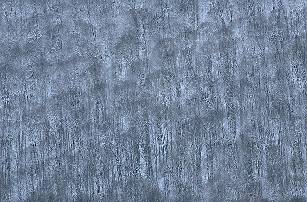 USA, New York State. Hillside of winter trees
