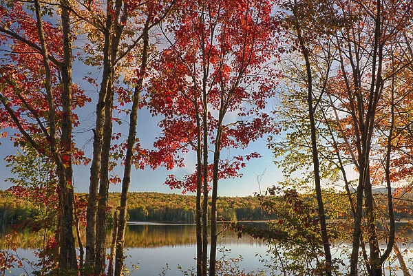USA, New York State. Lake Durant framed by autumn maples, Adirondack Mountains