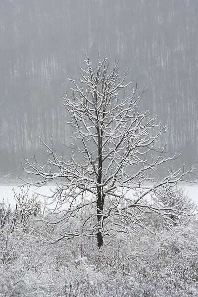 USA, New York State. Lone winter tree