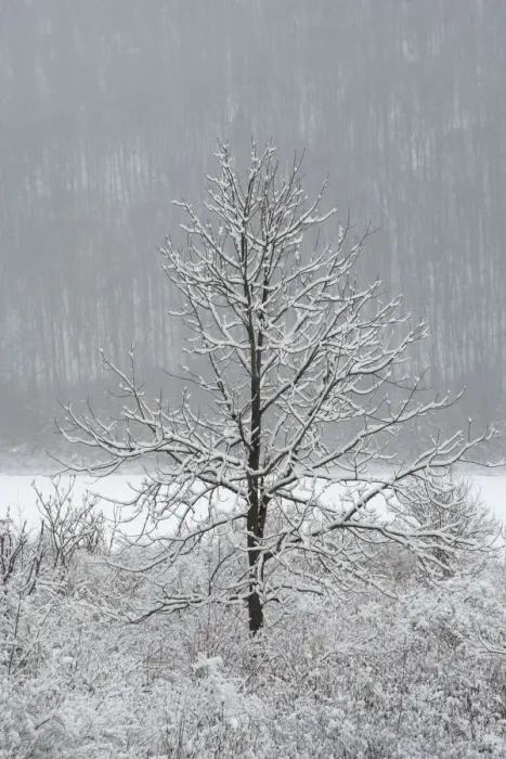 Framed Print : USA, New York State. Lone winter tree
