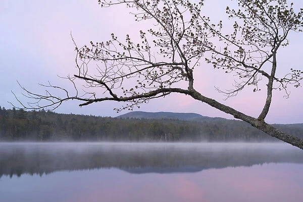 USA, New York State. Morning mist and reflections on Lake Durant, Adirondack Mountains