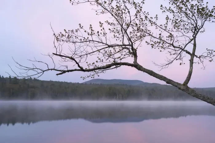 Framed Print : USA, New York State. Morning mist and reflections on Lake Durant, Adirondack Mountains