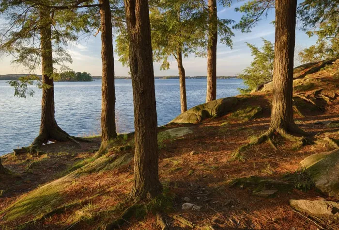 Framed Print : USA, New York State. Pine trees bathed in evening light along the St. Lawrence River Framed Print : USA, New York State. Pine trees bathed in evening light along the St. Lawrence River