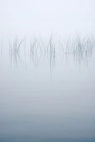 USA, New York State. Reeds in the mist