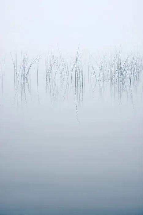 Framed Print : USA, New York State. Reeds in the mist Framed Print : USA, New York State. Reeds in the mist