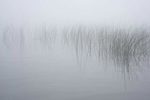 USA, New York State. Reeds in the mist