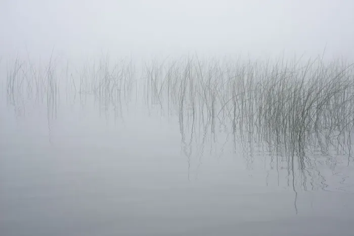 Framed Print : USA, New York State. Reeds in the mist Framed Print : USA, New York State. Reeds in the mist
