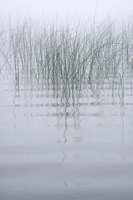 Framed Print : USA, New York State. Reeds in the mist Framed Print : USA, New York State. Reeds in the mist