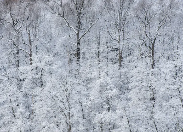 Framed Print : USA, New York State. Snow covered trees, Green Lakes State Park Framed Print : USA, New York State. Snow covered trees, Green Lakes State Park