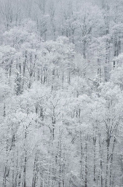 USA, New York State. Snow covered trees, Green Lakes State Park