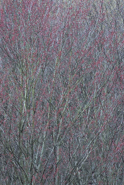 USA, New York State. Spring buds on tree