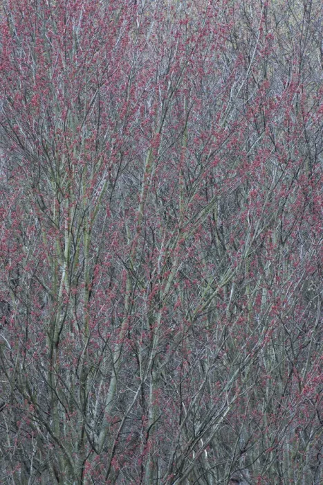 Framed Print : USA, New York State. Spring buds on tree