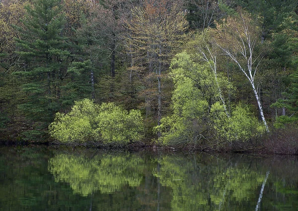USA, New York State. Spring foliage reflected, Wellesley Island State Park, Thousand