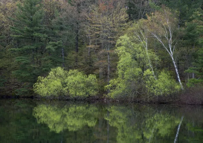 Framed Print : USA, New York State. Spring foliage reflected, Wellesley Island State Park, Thousand Framed Print : USA, New York State. Spring foliage reflected, Wellesley Island State Park, Thousand