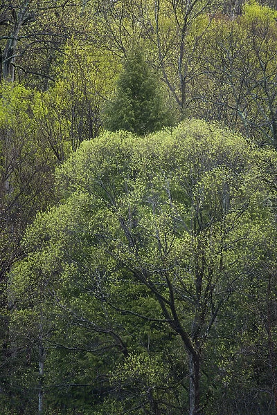 USA, New York State. Spring trees in bloom