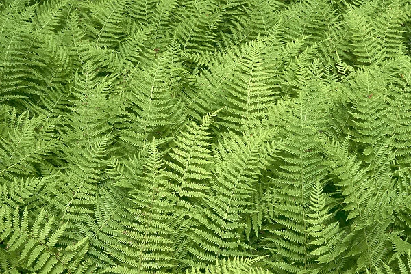 USA, New York State. Summer ferns