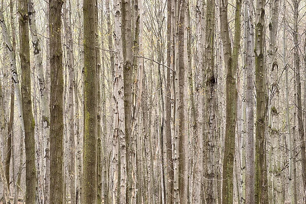 USA, New York State. Tapestry of Trees