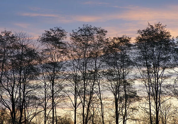 USA, New York State. Trees silhouetted against a November sky