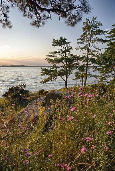 USA, New York State. Wildflowers bathed in sunset light, Kring Point State Park