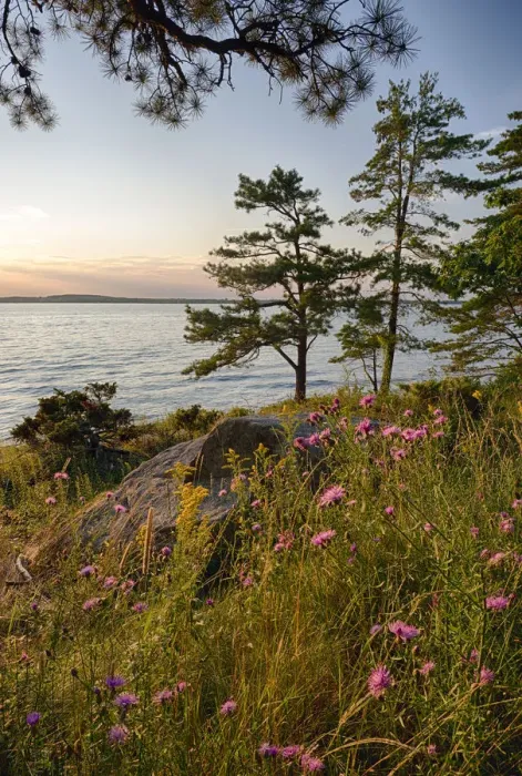 Framed Print : USA, New York State. Wildflowers bathed in sunset light, Kring Point State Park
