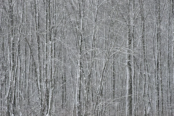 USA, New York State. Winter trees during a snowfall