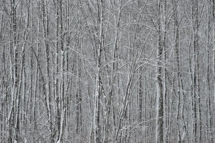 Framed Print : USA, New York State. Winter trees during a snowfall