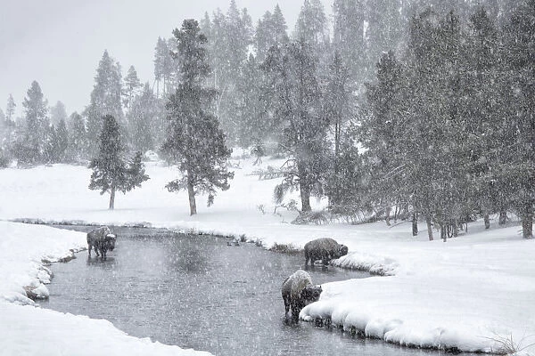 USA, Nez Perce River, Yellowstone National Park, Wyoming. Bison in a snowstorm along the Nez Perce