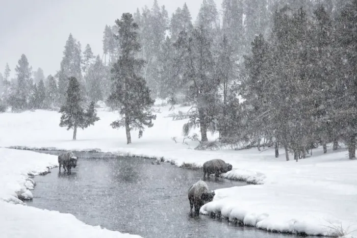 Framed Print : USA, Nez Perce River, Yellowstone National Park, Wyoming. Bison in a snowstorm along the Nez Perce Framed Print : USA, Nez Perce River, Yellowstone National Park, Wyoming. Bison in a snowstorm along the Nez Perce
