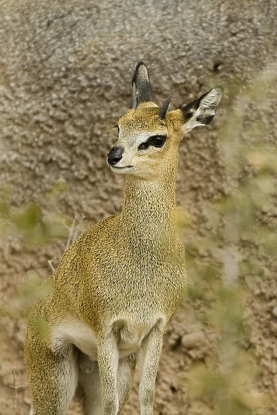 USA, NM, Albuquerque, Albuquerque Biological Park, Rio Grande Zoo. Grysbuck (Raphicerus)