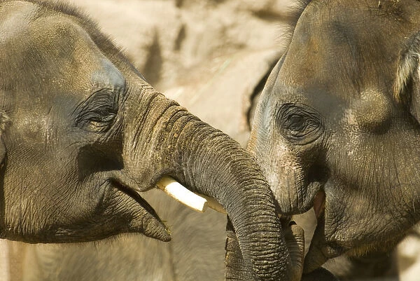 USA, NM, Albuquerque, Rio Grande Zoo. Juvenile Asian Elephants (Elephas maximus)