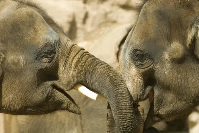 Framed Print : USA, NM, Albuquerque, Rio Grande Zoo. Juvenile Asian Elephants (Elephas maximus)