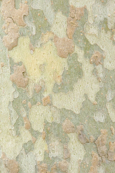USA, NM, Albuquerque, Sycamore Tree Trunk Detail