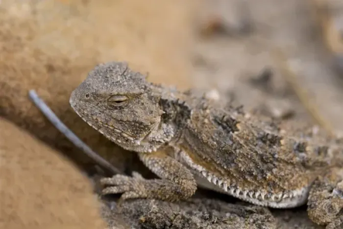 Framed Print : USA, NM. Desert horned lizard (Phrynosoma platyrhinos). Called Horny Toads, though