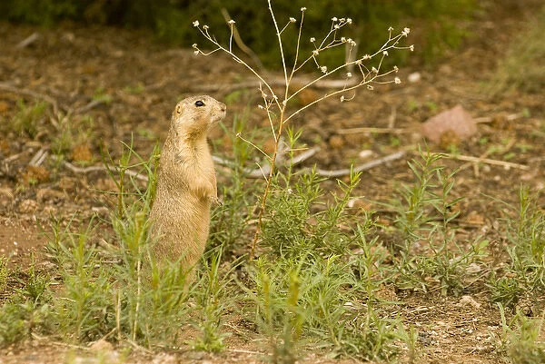 USA, NM, Santa Fe. Gunnisons Prairie Dog (Cynomys gunnisoni) community. Populations
