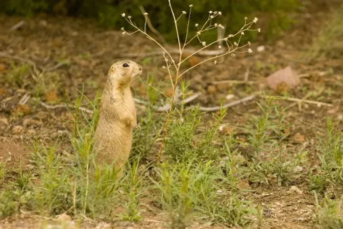Framed Print : USA, NM, Santa Fe. Gunnisons Prairie Dog (Cynomys gunnisoni) community. Populations Framed Print : USA, NM, Santa Fe. Gunnisons Prairie Dog (Cynomys gunnisoni) community. Populations