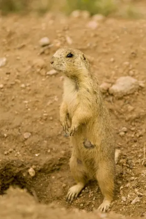Framed Print : USA, NM, Santa Fe. Gunnisons Prairie Dog (Cynomys gunnisoni) community. Populations Framed Print : USA, NM, Santa Fe. Gunnisons Prairie Dog (Cynomys gunnisoni) community. Populations