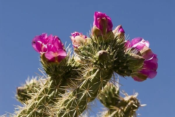 USA, NM. Tree Cholla cactus (Opuntia imbricata)