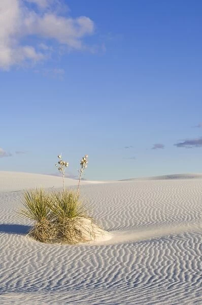USA, NM, White Sands NM, Soaptree Yucca on Sand Dune at Dawn
