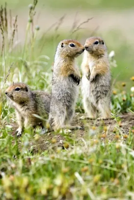 Framed Print : USA, North America, Alaska Framed Print : USA, North America, Alaska