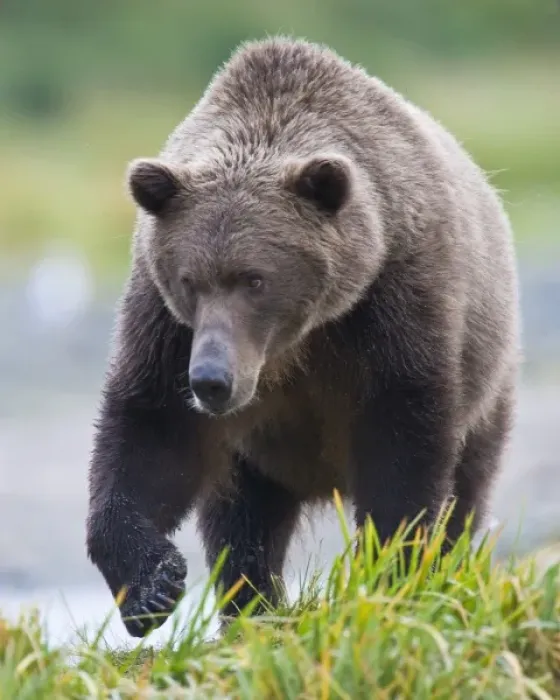 Framed Print : USA, North America, Alaska