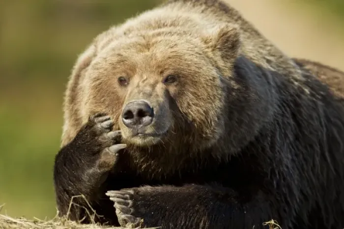 Framed Print : USA, North America, Alaska