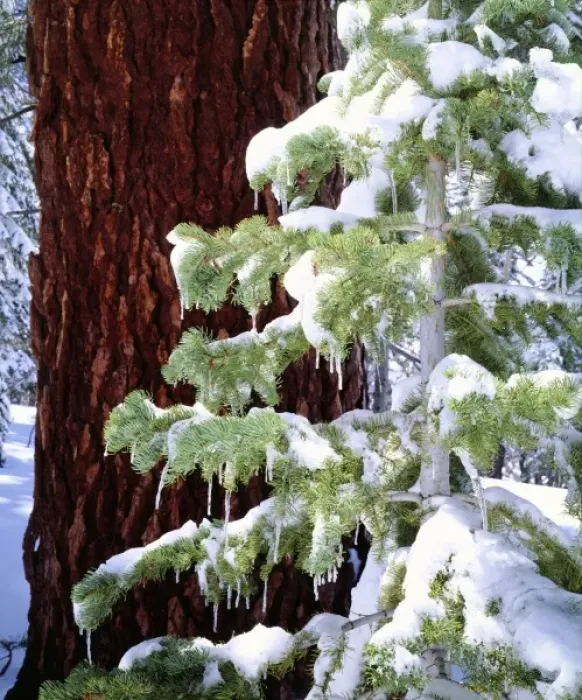 Framed Print : USA, North America, California